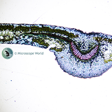 Nerium Indicum Leaf Under Microscope