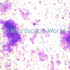 E Coli Microscope Image