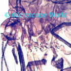 mosquito microscope image