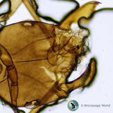 Ant Under the Microscope Ant Under the Microscope
