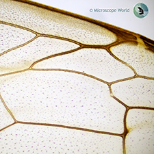 Bee wing prepared slide under the compound microscope. Bee Wing Prepared Slide Under the Microscope