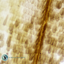 Butterfly wing under a compund microscope at 100x. Butterfly Wing Under the Microscope