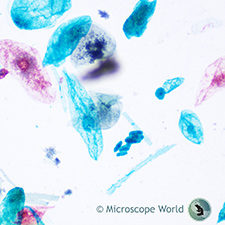 Corn Starch Under the Microscope Corn Starch Under the Microscope