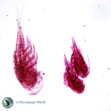 Cyclops Under the Microscope Cyclops Under the Microscope