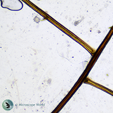 Dragon Fly Wing Under the Microscope Dragon Fly Wing Under the Microscope