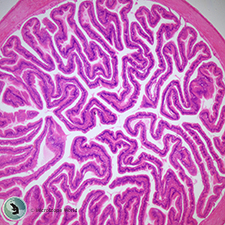 Frog intestine under the compound microscope. Frog Intestine Under the Microscope