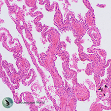 Frog lung under the compound biological microscope. Frog Lung Under the Microscope