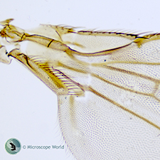 Microscope prepared slides of insect wings. Fruit Fly Wing