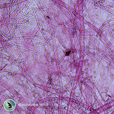 Handmade Paper Under the Microscope Handmade Paper Under the Microscope