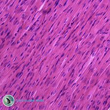 Microscope Prepared Slides including organs and blood Animal Heart Under the Microscope