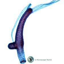 Hydra Budding Prepared Microscope Slide Hydra Budding Prepared Microscope Slide