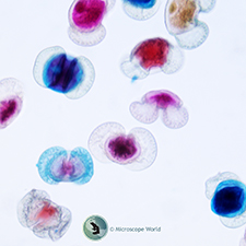 Pine Pollen Under Microscope Pine Pollen Under Microscope