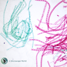 Spirogyra Prepared Microscope Slide Spirogyra Prepared Microscope Slide