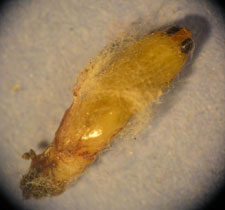 Moth Pupa Under Stereo Microscope 30x Moth Pupa Under Stereo Microscope 30x