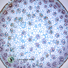 Zea Mays (Corn) Stem c.s. Prepared Microscope Sldie Zea Mays (Corn) Stem c.s. Prepared Microscope Sldie