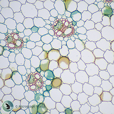 Zea Mays Stem (corn) under the Microscope Zea Mays Stem (corn) under the Microscope