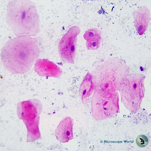 Typical animal cell at 400x microscope magnification Typical animal cell at 400x microscope magnification