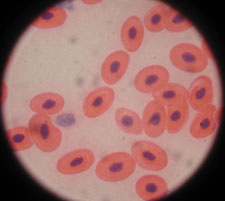 Frog's Blood Under Compound Microscope at 1000x Frog's Blood Under Compound Microscope at 1000x