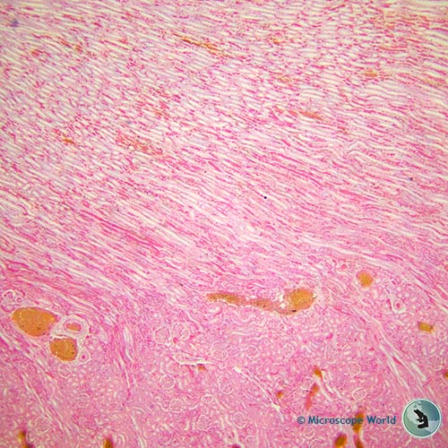 mouse kidney 40x microscope magnification mouse kidney 40x microscope magnification